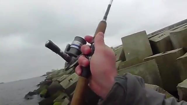 На Балтийской косе, у самого парома, вёдрами таскаешь салаку