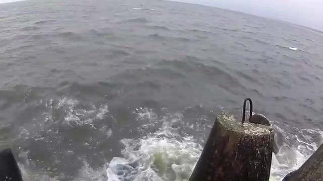 На Балтийской косе, у самого парома, вёдрами таскаешь салаку
