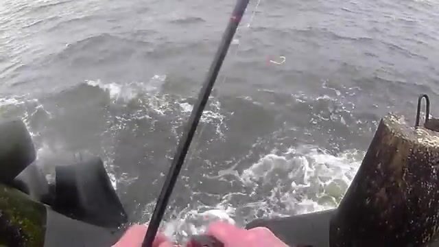 На Балтийской косе, у самого парома, вёдрами таскаешь салаку