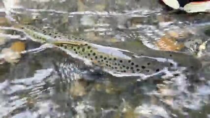 Ищу форель в горной реке Дагестана - нимфа против быстрой воды