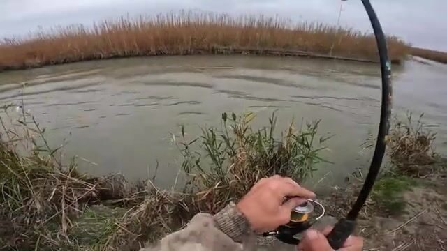 Куда прячется сазан осенью в дагестанских протоках?