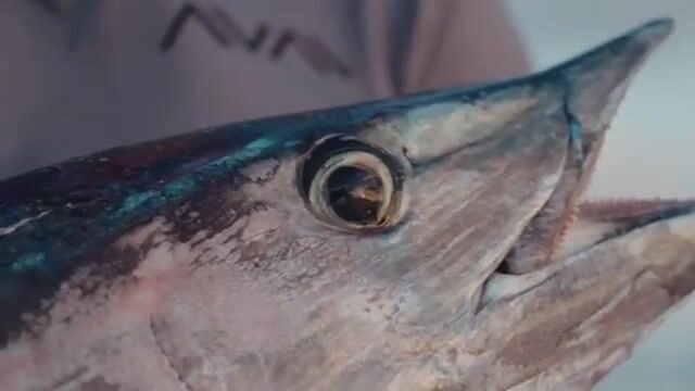 Тридцать кило ваху: открытое море Флориды не прощает слабую снасть