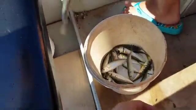 Не пляж, а промысел: кефаль и ставрида у мола в Гагре (Абхазия)