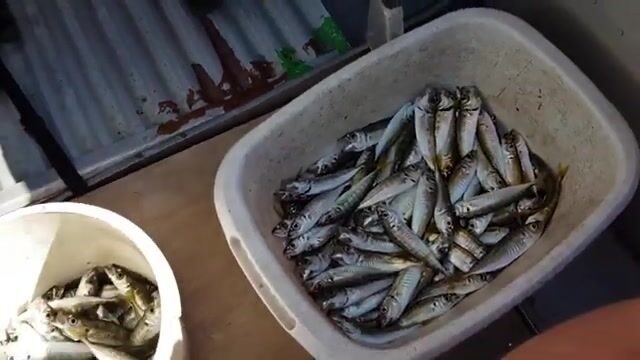 Не пляж, а промысел: кефаль и ставрида у мола в Гагре (Абхазия)