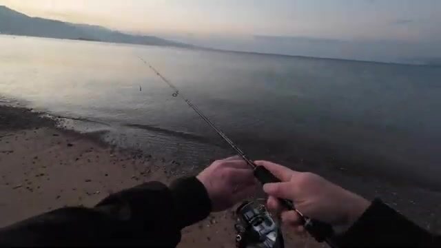 Красное море у Эйлата: барракуда бьёт с первого заброса