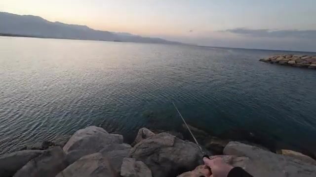 Красное море у Эйлата: барракуда бьёт с первого заброса
