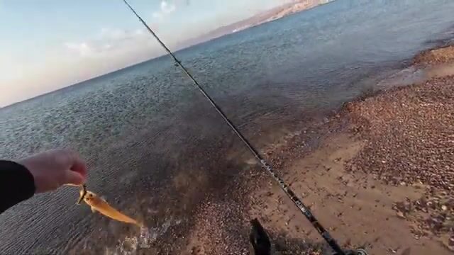 Красное море у Эйлата: барракуда бьёт с первого заброса