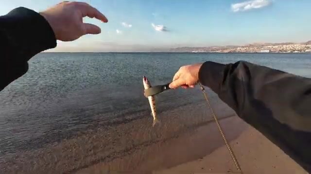 Красное море у Эйлата: барракуда бьёт с первого заброса