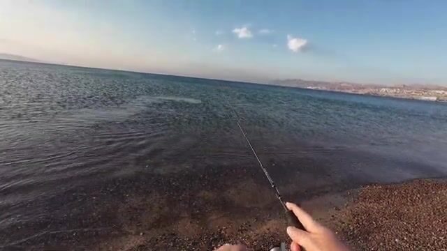 Красное море у Эйлата: барракуда бьёт с первого заброса