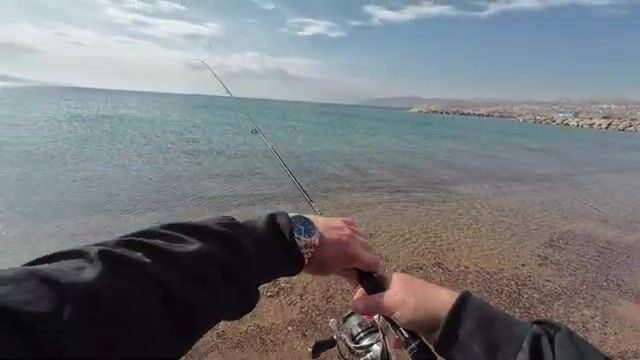 Красное море у Эйлата: барракуда бьёт с первого заброса