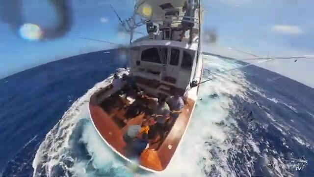 Доминикана: марлин выходит на свале в восьми милях от Кабеса-де-Торо