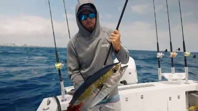 Пять видов за одно утро в двух милях от Форт-Лодердейла (Флорида, США)