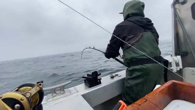 Залив Аляска: восемьдесят фунтов палтуса и закрытый лимит трески за один выход