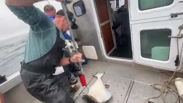 Залив Аляска: восемьдесят фунтов палтуса и закрытый лимит трески за один выход
