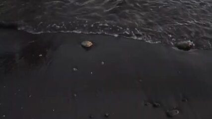 Дельфины на рассвете, рыба - вечером: будни Гили