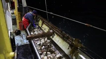 Гребешок и треска в Ирландском море: рабочие будни судна из Ардгласса