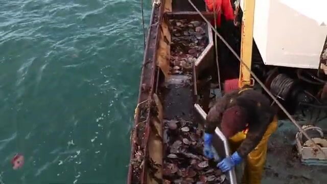 Гребешок и треска в Ирландском море: рабочие будни судна из Ардгласса