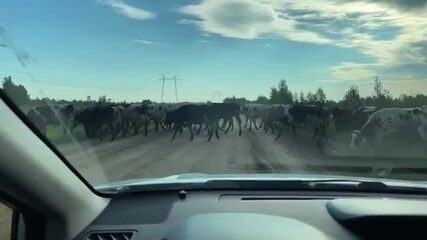Иртыш пропускает новую блесну, но берёт старую поролонку у песчаной косы