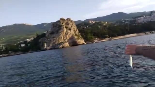 Клюёт ли ставрида в Гурзуфе, если мотор еле заводится?