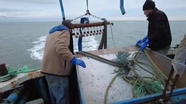 Тридцать пять минут буксировки в Ирландском море решают улов бритвы