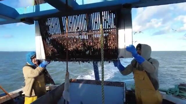 Тридцать пять минут буксировки в Ирландском море решают улов бритвы