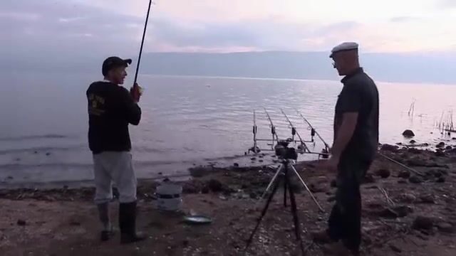 Пять тридцать утра на Кинерете, и спом с кукурузой уже работает