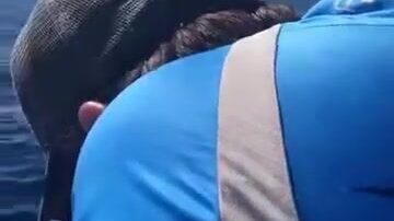 Кто держит камни у Ибицы, если не дорада и барракуда?