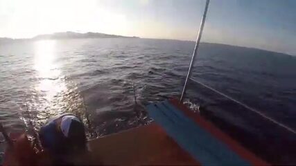 Риф у Ко Тао просыпается вместе с утренним течением