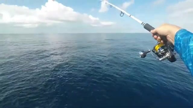 Риф у Ко Тао просыпается вместе с утренним течением