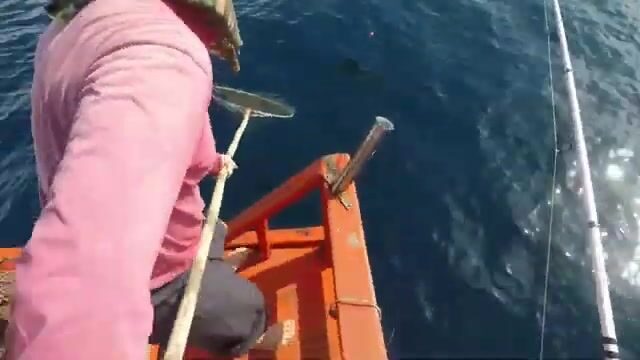 Риф у Ко Тао просыпается вместе с утренним течением