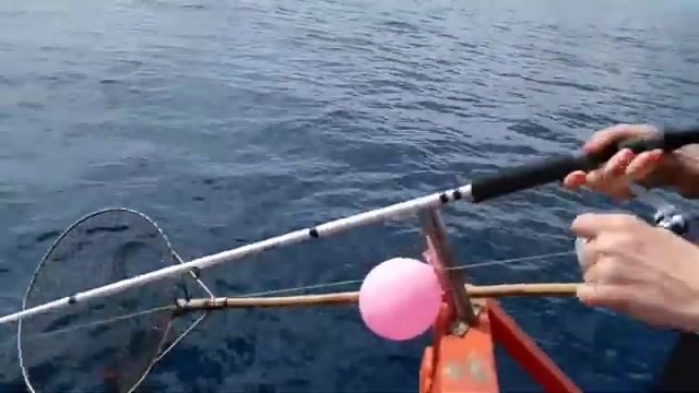Риф у Ко Тао просыпается вместе с утренним течением
