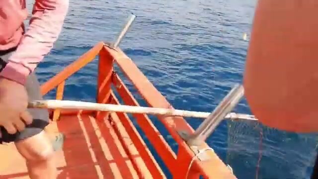 Риф у Ко Тао просыпается вместе с утренним течением