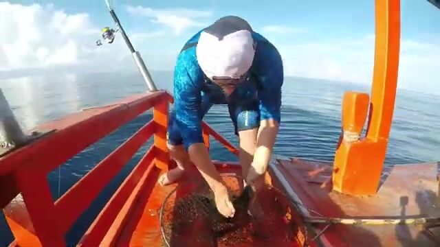 Риф у Ко Тао просыпается вместе с утренним течением