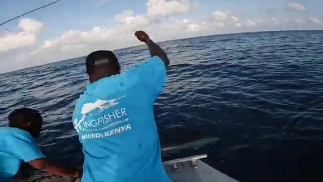 Дразнилка без крючка держит парусника рядом с лодкой под Малинди (Кения)