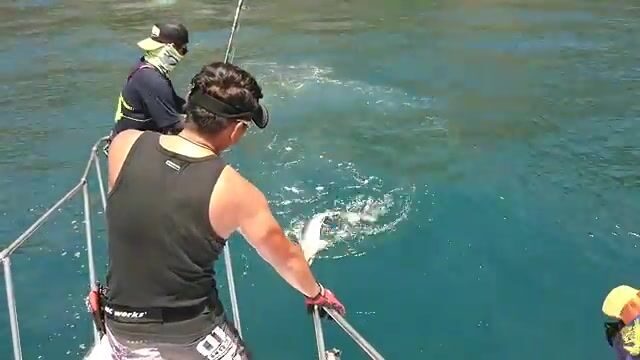 Комодо: течения моря Флорес и охота на исполинского каранкса
