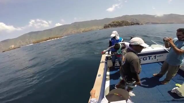 Комодо: течения моря Флорес и охота на исполинского каранкса
