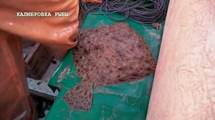 Калкан: сорок лет тарханкутской путины ради камбалы весом до пятнадцати кило
