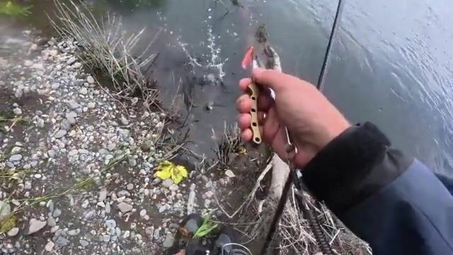 На медвежьей реке Камчатки кунджа берёт с первого заброса