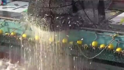 8300 тонн в сутки: Тихий океан кормит Японию лососем и тунцом