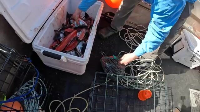 Берём палтуса у Кетчикана на круговой крючок шестнадцатого калибра