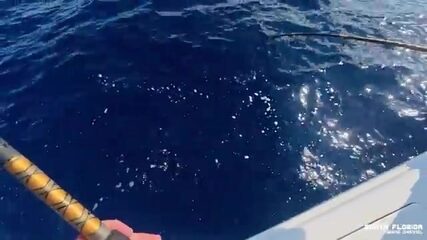 Что творится на буграх Исламорады, когда капитан Дэн уводит лодку в троллинг?