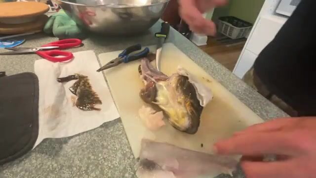 Северо-западный рукав Галифакса: треска, камбала и рыба-собака на крючке (жара небывалая)