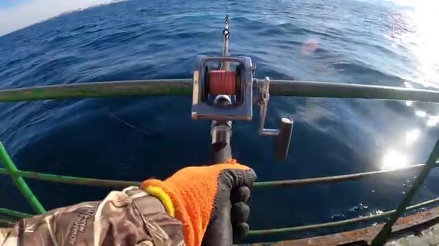 Медведь у переката и рыбак на охотском берегу ждут одного и того же лосося