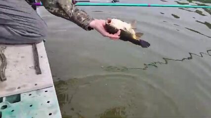 Пятьдесят карпов до обеда на корейском пруду в разгар нереста