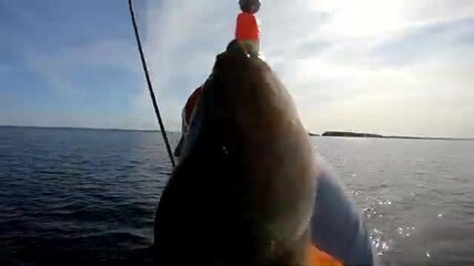 Окунь на 765 граммов рвёт снасти, а щука выдавливает хариуса из укрытия