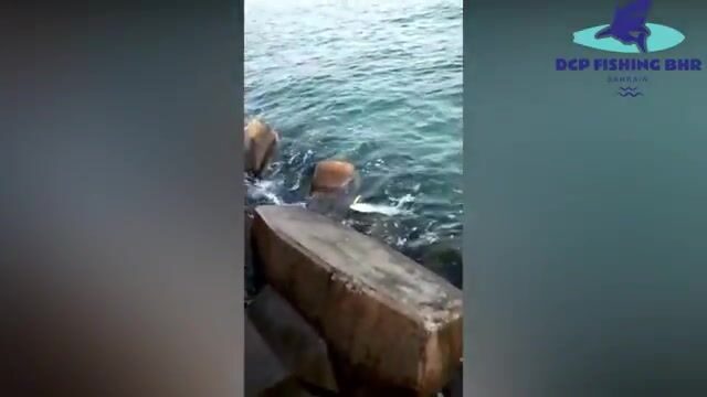 В Бахрейне ищи хамура среди рифов, а не у причала