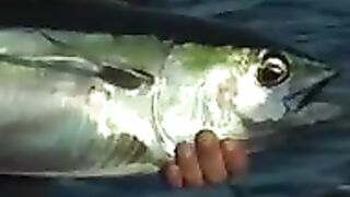 Час в мозамбикских водах - и парусник бьётся на крючке