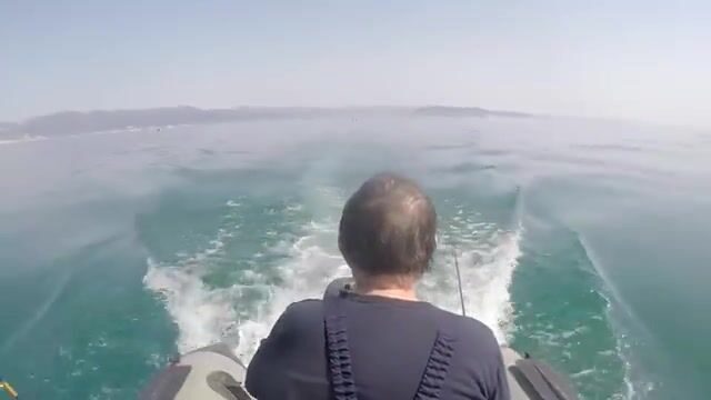 У Новороссийска, в Мысхако, дельфины разогнали косяк раньше, чем я перезабросил