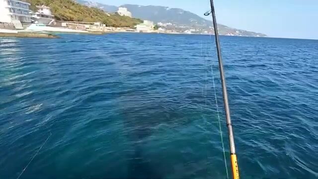 Ливадия, Приморье: луфарь - ноль, сарган - шесть