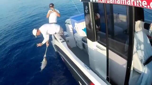 10 и 35 килограммов: два группера-зубана со дна у Мальты
